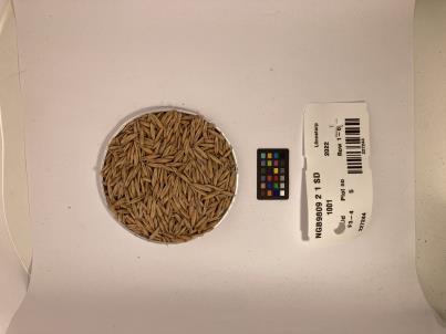Click for 1 image(s) for this accession. SEED